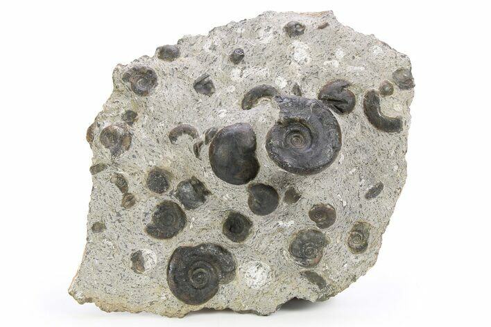 Plate of Devonian Ammonite Fossils - Morocco #259692